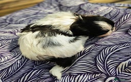 Shih Tzu dogs for sale: Shih Tzu girls–Licensed Breeder–Ready soon  - Image 4
