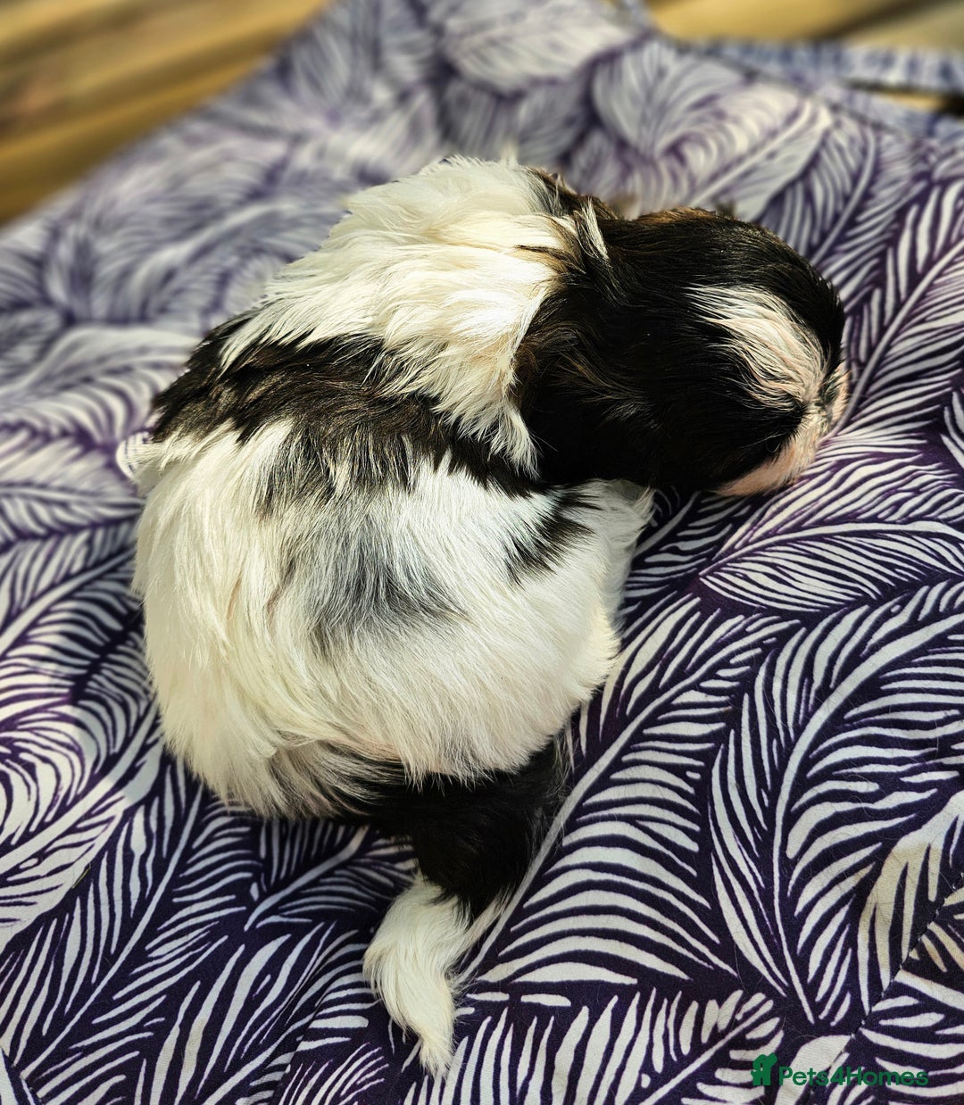 Shih Tzu dogs for sale: Shih Tzu girls–Licensed Breeder–Ready soon  - Image 4