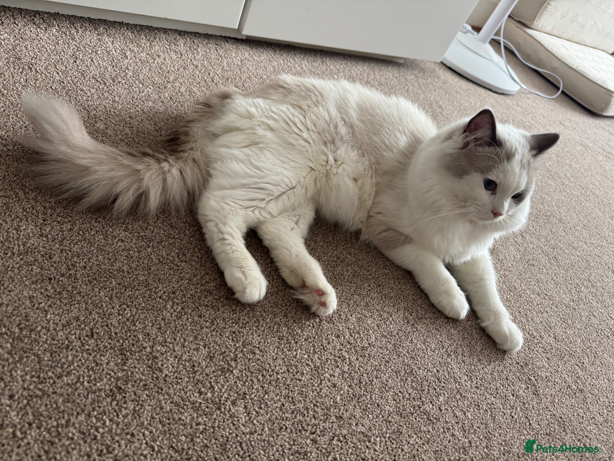 Ragdoll cats RAGDOLL MALE 11 months - Advert 1
