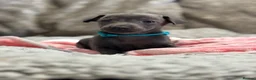 Italian Greyhound dogs for sale: 🏡 KC Italian greyhound puppies for sale 🏡 - Advert 28