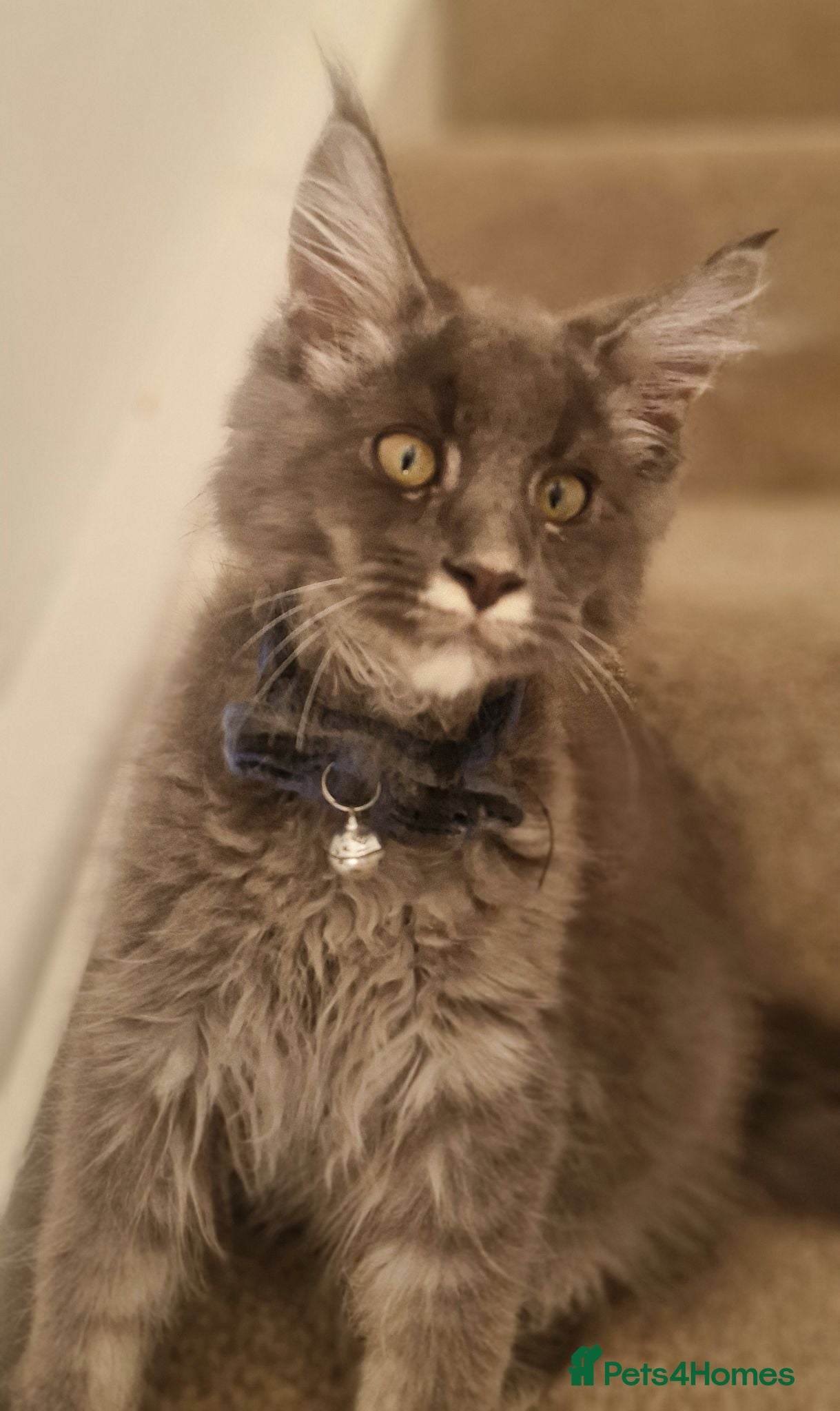 Maine Coon cats Last Two Stunning Maine Coon Kittens – Ready Now - Advert 2