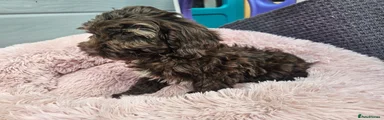Cockapoo 5