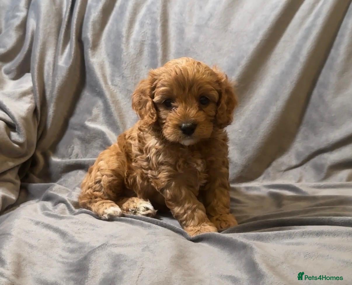 Cavapoo dogs for sale: Cavapoos Extensive DNA & Heart tested in Stockton-on-Tees - Advert 12