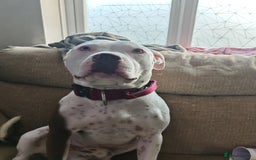 Mixed Breed dogs for sale: Bruce (3 year old male)  - Image 3