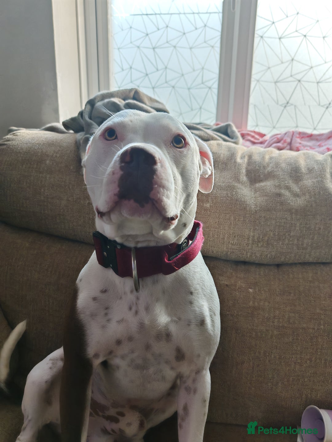 Mixed Breed dogs for sale: Bruce (3 year old male)  - Image 3