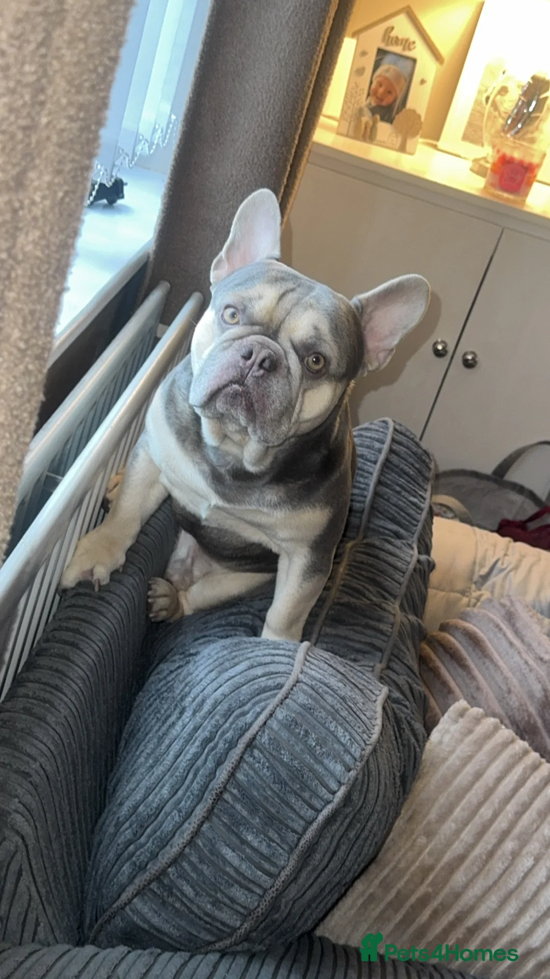 French Bulldog dogs for sale: Male French bulldog  - Advert 1