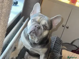 French Bulldog dogs Male French bulldog - Advert 1