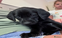 Labrador Retriever dogs for sale: Stunning Labrador with free insurance fox/black - Image 37