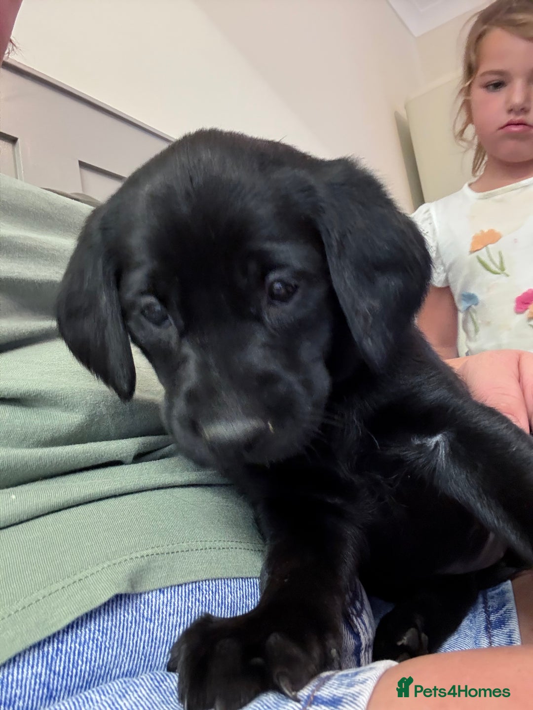 Labrador Retriever dogs for sale: Stunning Labrador with free insurance fox/black - Image 37