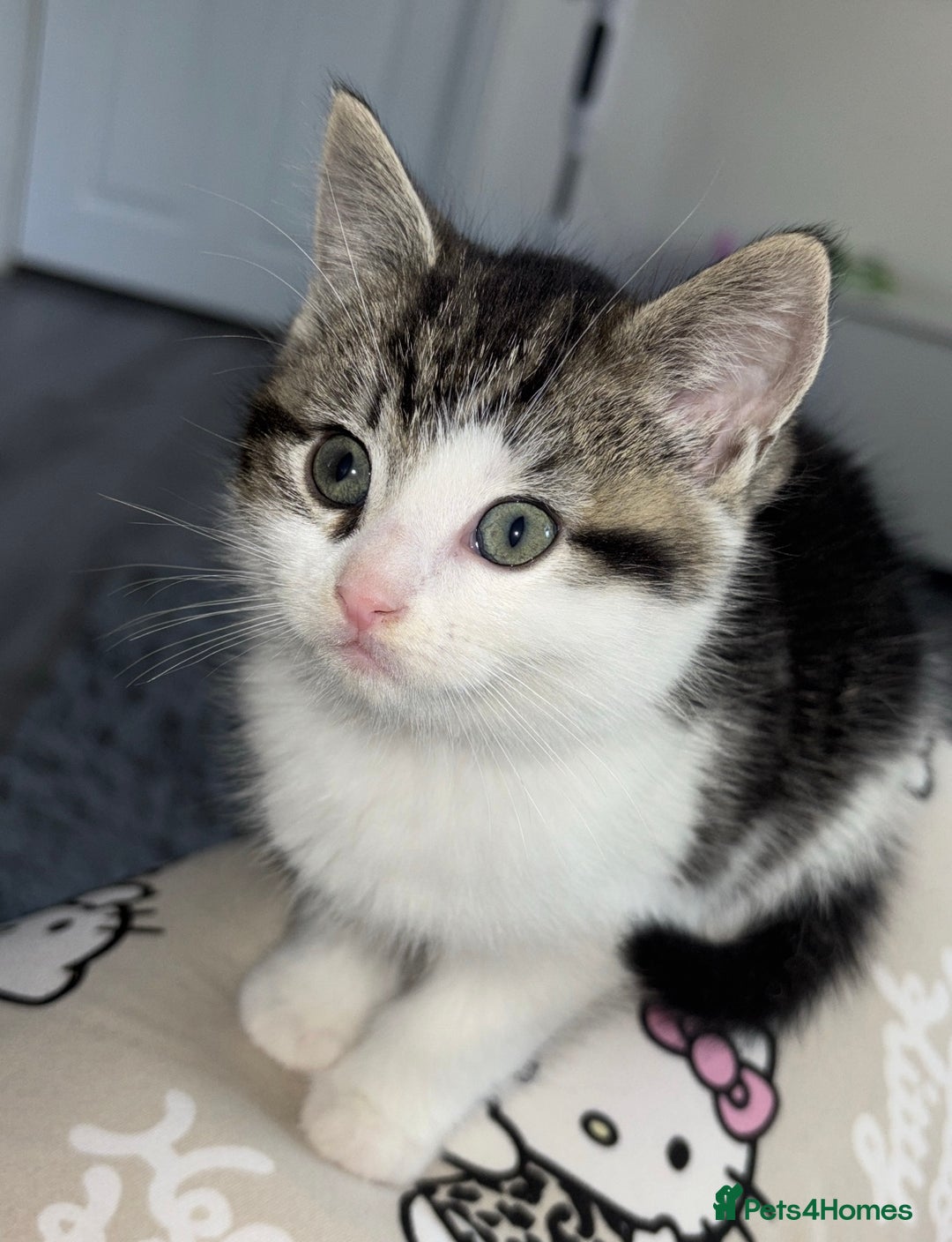 Ragdoll cats for sale: Half ragdoll male kittens for sale £150 - Advert 5