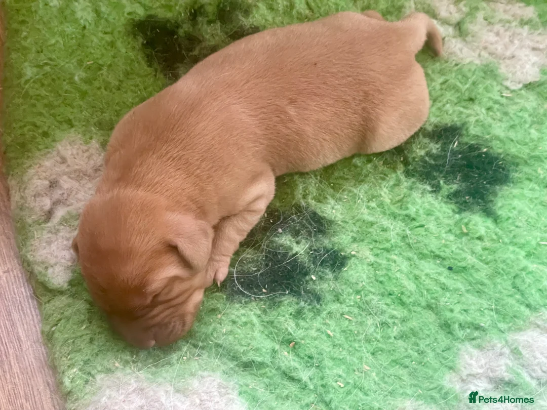 Labrador Retriever dogs for sale: Labrador puppies KC health tested parents  - Advert 2