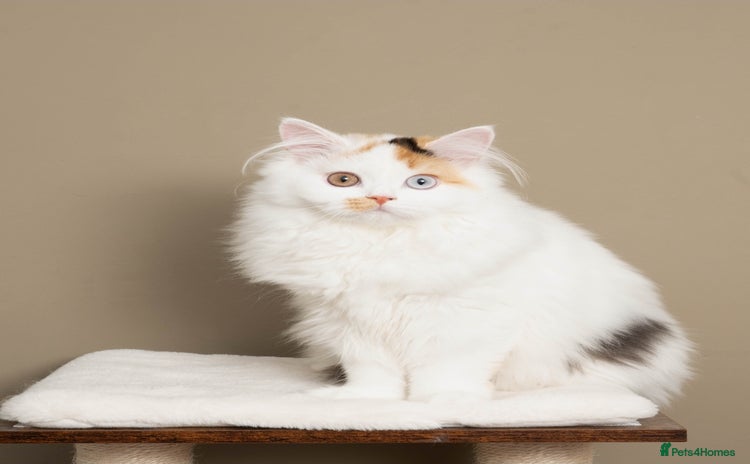 British Longhair cats - Advert 1