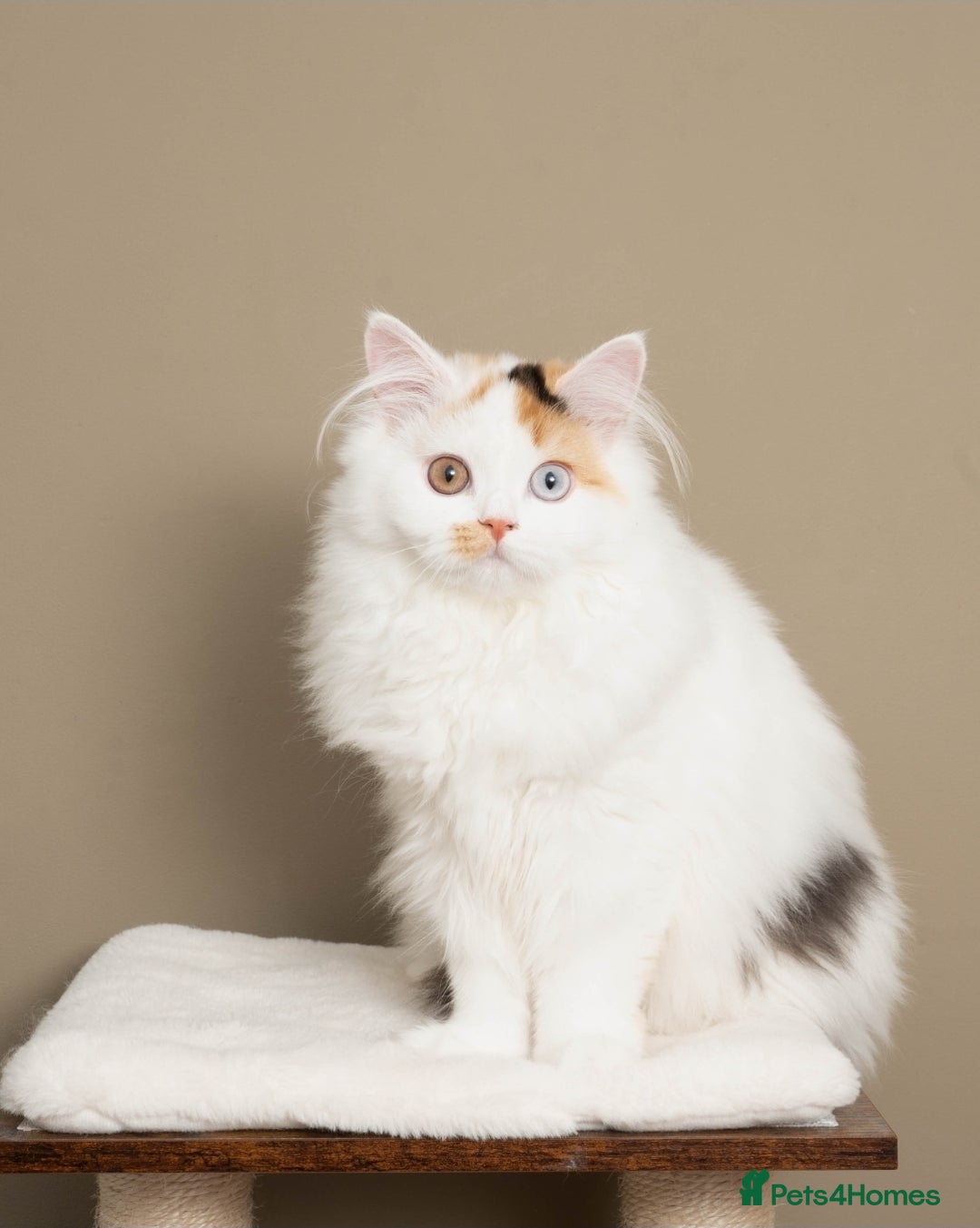 British Longhair cats for sale: 🧡🩵 Odd-eye Harlequin girl. ✈️🌎 Ready to leave. - Image 1