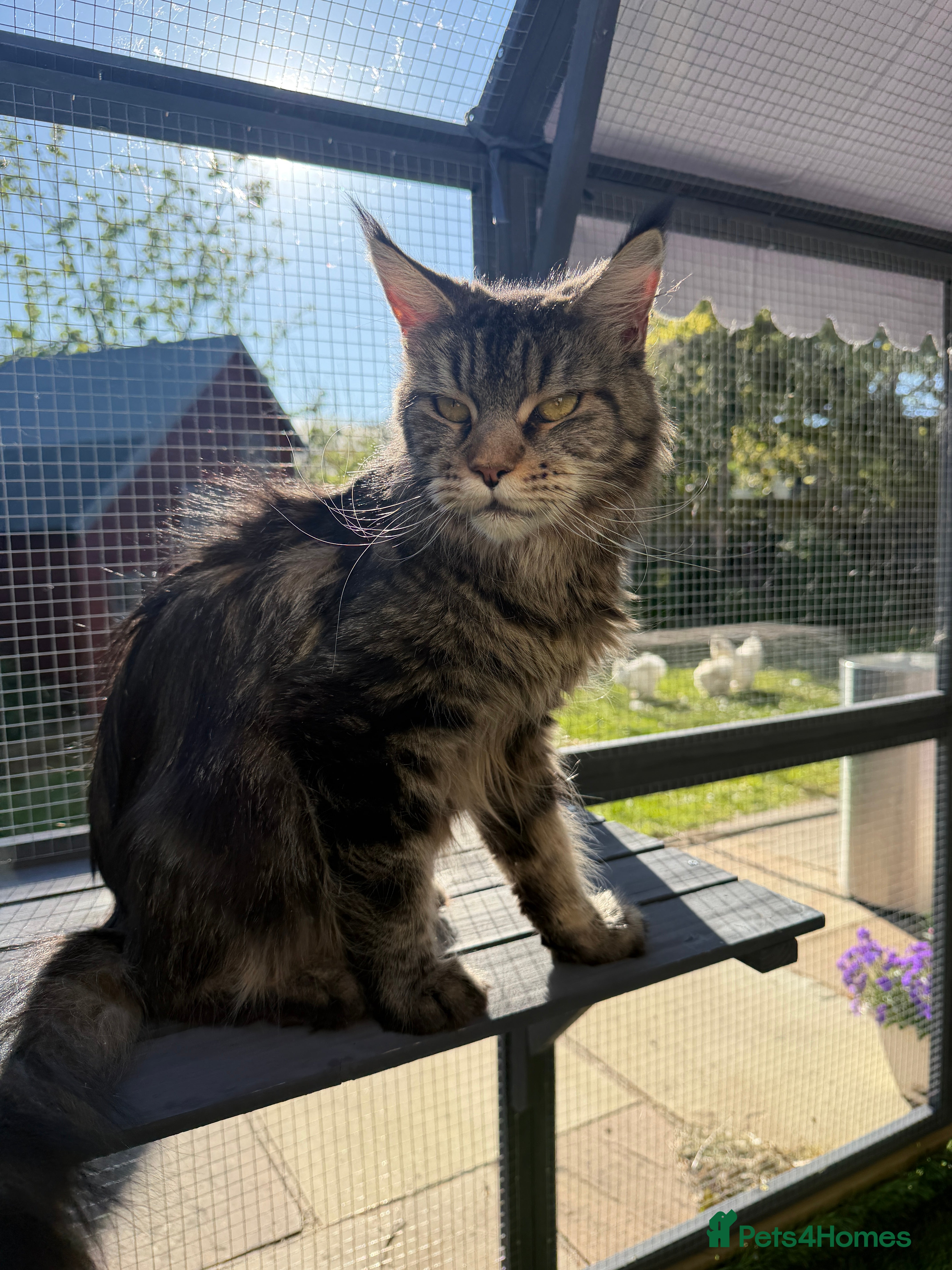 Maine Coon cats TICA Registered Pedigree Maine Coon Girls - Advert 2