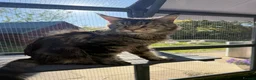 Maine Coon cats for sale: TICA Registered Pedigree Maine Coon Girls - Advert 2