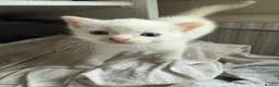 Domestic Shorthair cats for sale: Stunning Domestic Shorthair Kittens - Advert 17