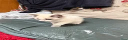 Ragdoll cats for sale: 2 left beautiful ragdoll male kittens - Advert 5