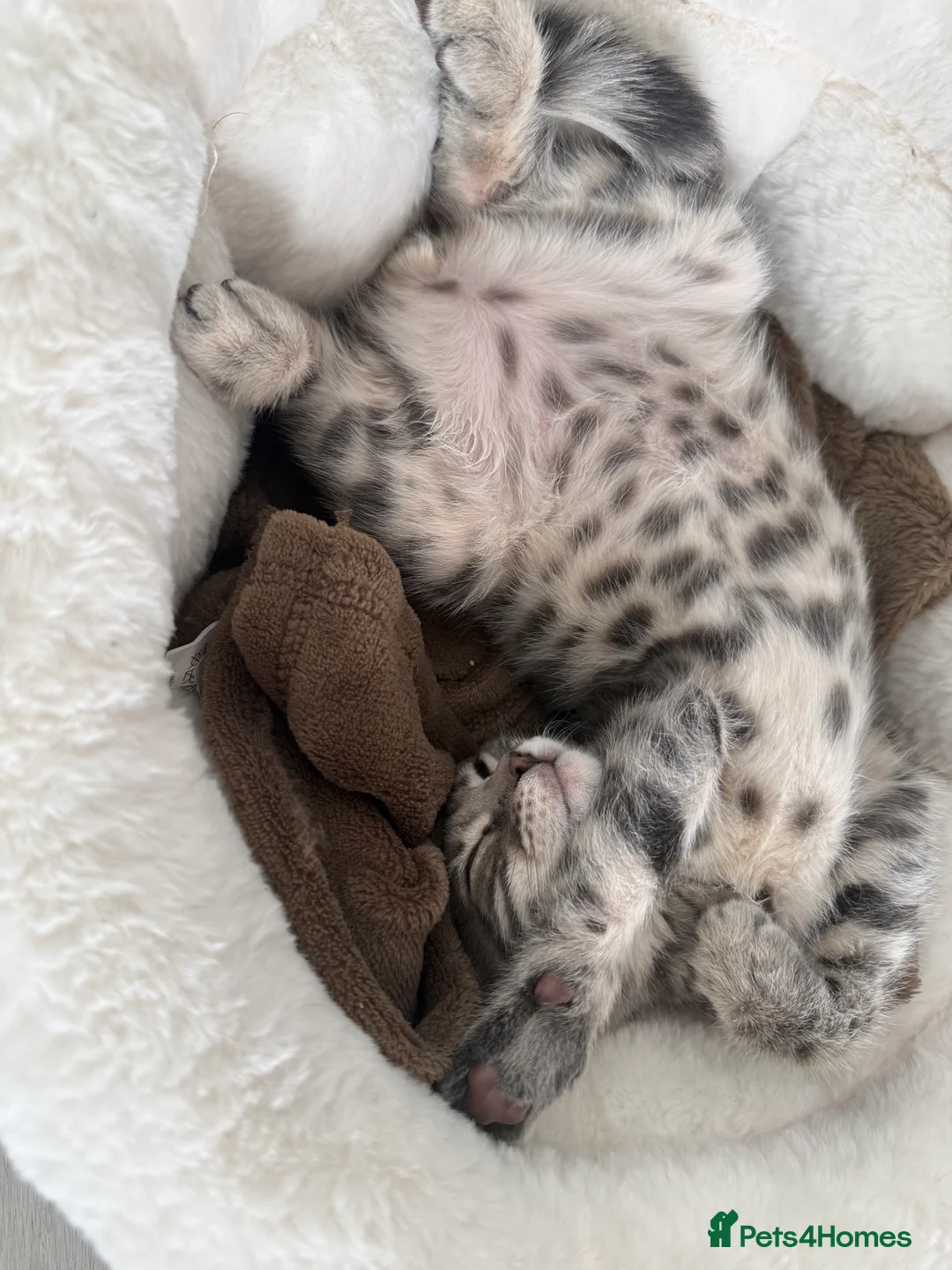 Bengal cats for sale: Pedigree Silver Bengal kitten in London - Advert 2