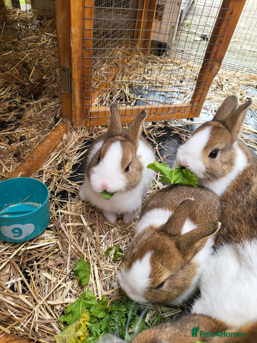 Dutch rabbits for sale: 4 Adorable Dutch Rabbits  in Walsall - Advert 2