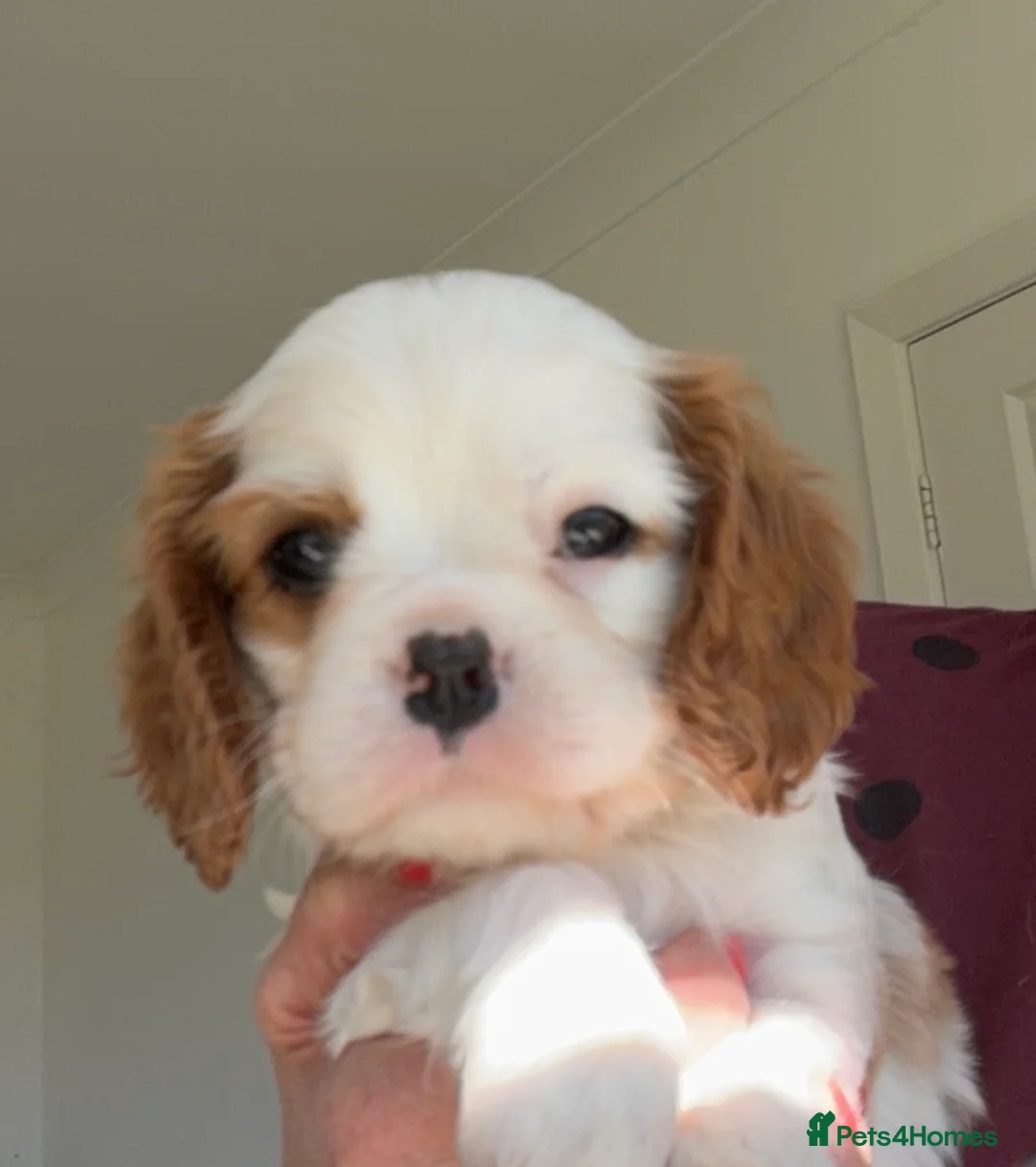 Cavalier King Charles Spaniel dogs for sale: KC Beatiful Quality Puppies - Advert 2