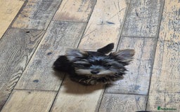 Yorkshire Terrier dogs for sale: Yorkshire Terrier Baby face boys for Sale  😍 - Image 8