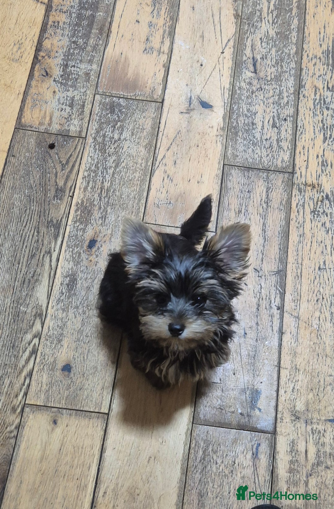 Yorkshire Terrier dogs for sale: Yorkshire Terrier Baby face boys for Sale  😍 - Image 8