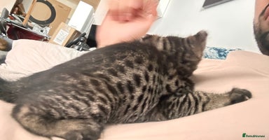 Savannah cats - Advert 5