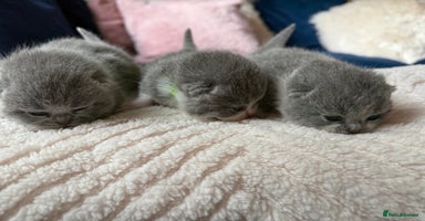 British Shorthair cats - Advert 3