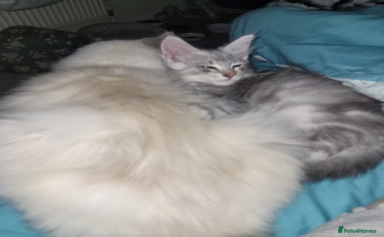 Maine Coon cats Maine coon male - Advert 1