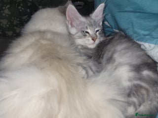 Maine Coon cats Maine coon male - Advert 1