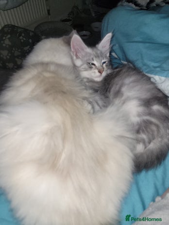 Maine Coon cats Maine coon male - Advert 1