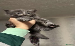 British Longhair cats for sale: 5 little kittens  - Advert 17