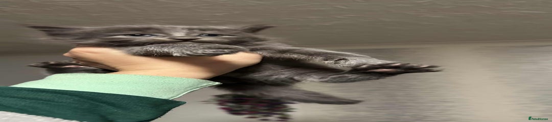 British Longhair Kitten 4