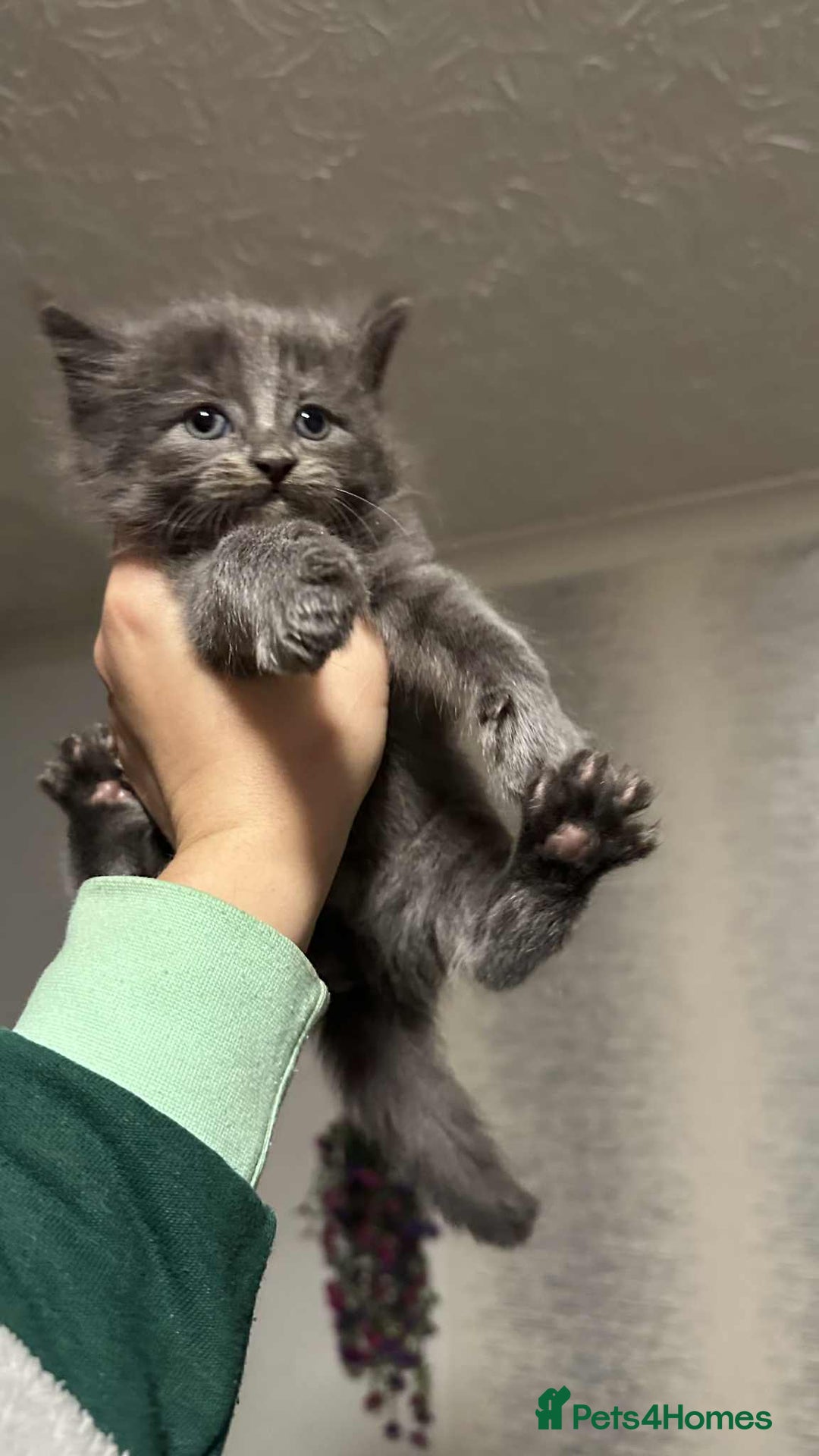 British Longhair cats for sale: 5 little kittens  - Advert 17