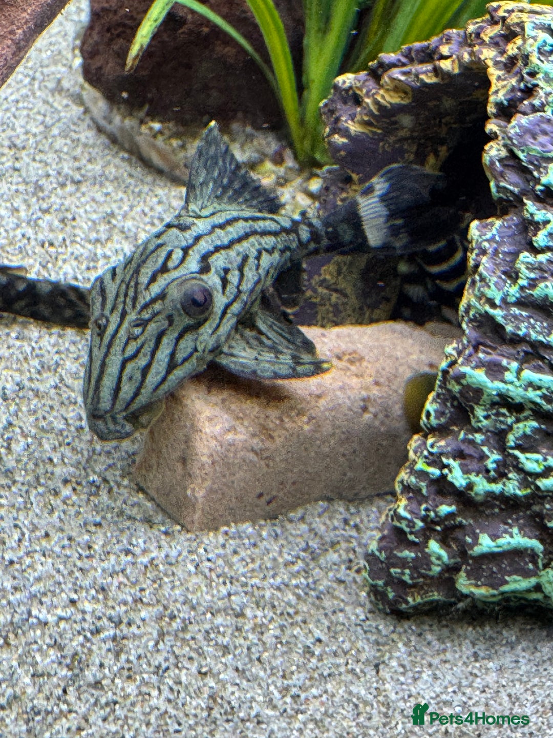 Plecos fish for sale: Plecos for sale  - Advert 4