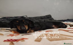 Miniature Dachshund dogs for sale: KC Register miniature dachshunds smooth coat - Image 3