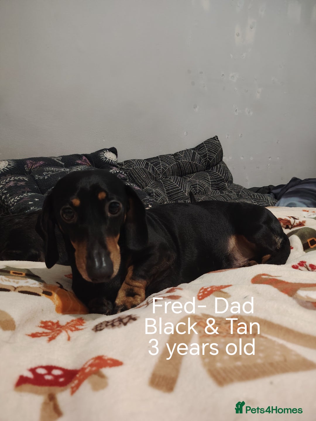 Miniature Dachshund dogs for sale: KC Register miniature dachshunds smooth coat - Image 3