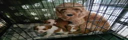 Mixed Breed dogs for sale: Cavapoo f1b - Advert 3