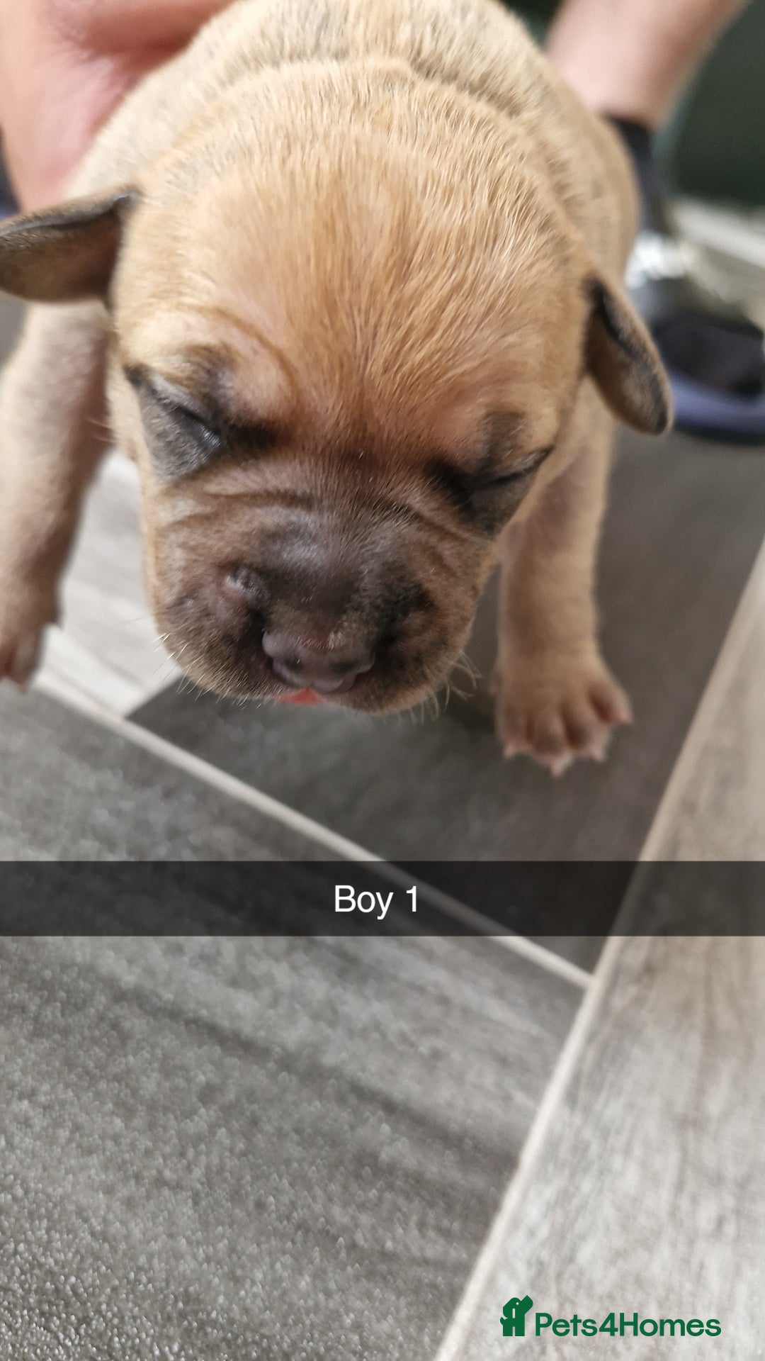 Mixed Breed dogs for sale: Staffie bullweiler puppies  - Image 2