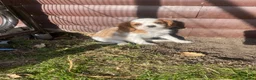Cavalier King Charles Spaniel dogs for sale: Blenheim Cavalier King Charles Spaniels - Advert 4