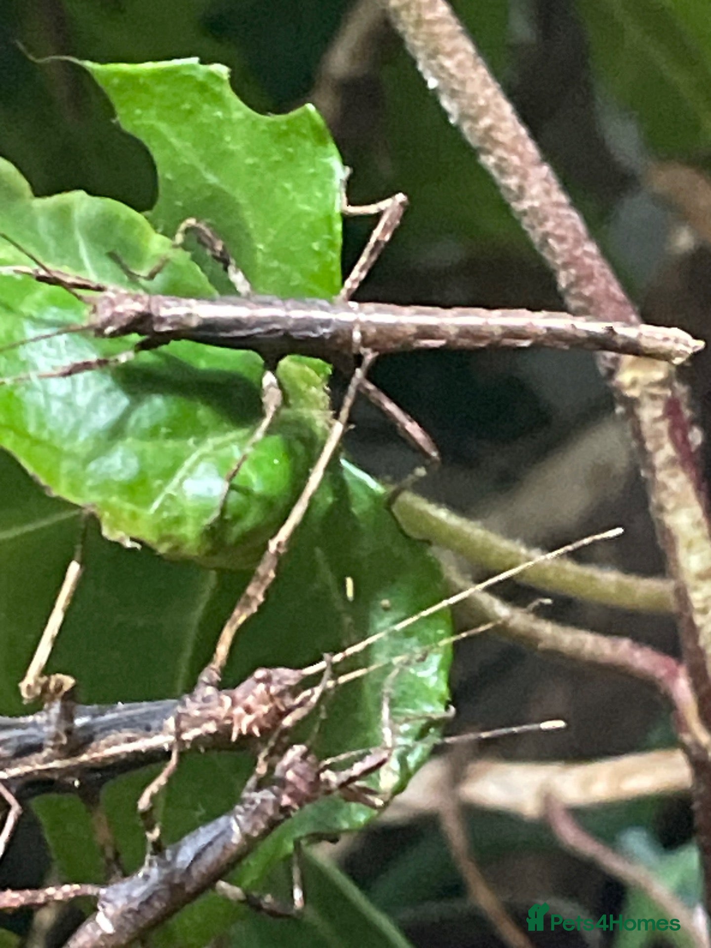 Stick Insects invertebrates Sunny stick insects (Free) - Advert 2