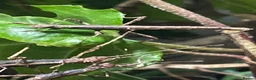 Stick Insects invertebrates for sale: Sunny stick insects (Free) in Saint Helens - Advert 1