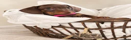 Miniature Dachshund dogs for sale: Chocolate & Tan Miniature Dachshund Puppies  - Advert 13