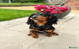 Cocker Spaniel dogs for stud: KC registered Champion bred working cocker  in Middlewich - Image 16
