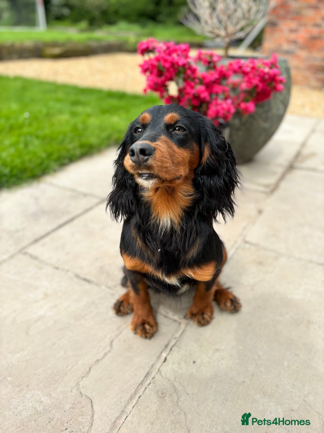 Cocker Spaniel dogs for stud: KC registered Champion bred working cocker  in Middlewich - Image 16