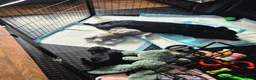 Staffordshire Bull Terrier dogs for sale: Black male kc reg Staffordshire bull terrier  - Advert 13