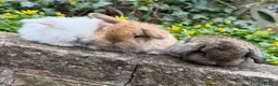 Mini Lop rabbits for sale: Top quality mini lops - Advert 4