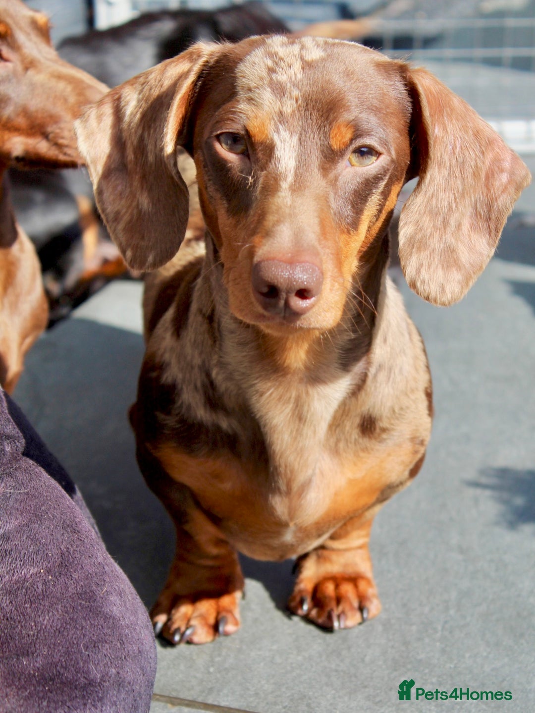 Miniature Dachshund dogs for stud: Very small mini Kc reg Health tested proven boy  in Accrington - Advert 2