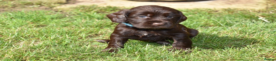 Cocker Spaniel Puppy 1