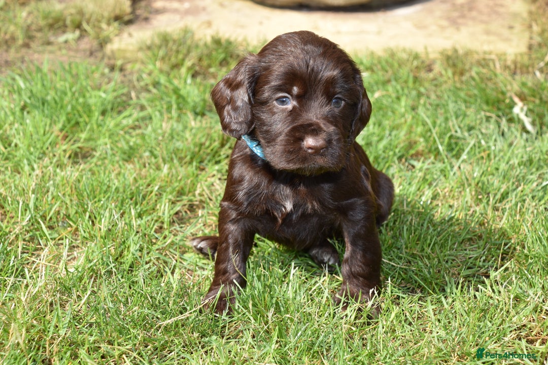 Cocker Spaniel dogs for sale: Kc Reg Cocker Spaniel Puppies Available - Image 7